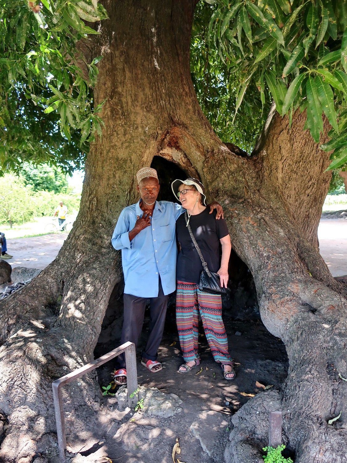 Huge tree in front of Livingstone Tembe